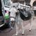 10. Bayleaf the donkey