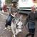 14. Harriet rides a donkey