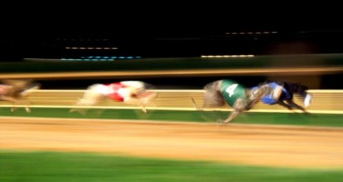 greyhound