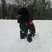 29. Molly in the snow in Bromham