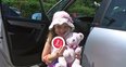 Tax Disc Holders