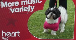 Race for Life Watford - Perfect Pooches