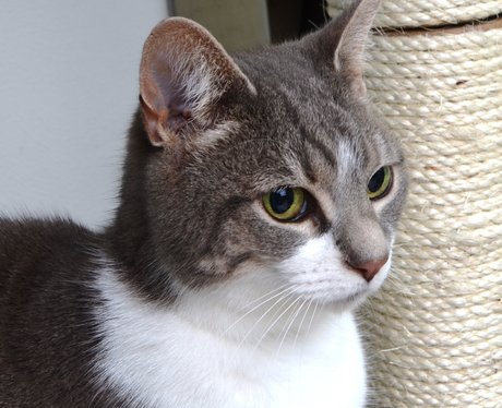 14. Millie the cat is looking for a new home. - Cutest ...