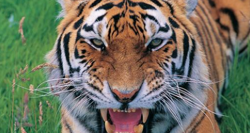 Blair Drummond Safari & Adventure Park