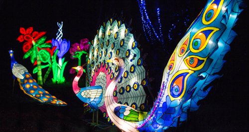Magic Lanterns Peacock lights