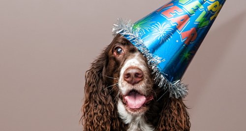 pet selfie article