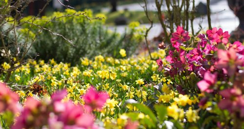 Bernaville Nurseries